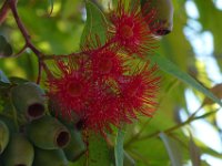 USA2016-1015  Flowers in a eucalypt tree near our motel : 2016, August, Betty, US, holidays