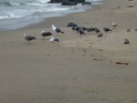 USA2016-1123  park around the southern end of the Golden Gate Bridge : 2016, August, Betty, US, holidays