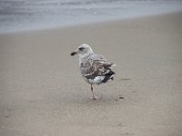 USA2016-1130  park around the southern end of the Golden Gate Bridge : 2016, August, Betty, US, holidays