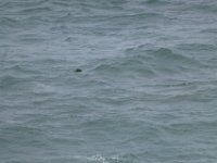 USA2016-1142 : 2016, August, Betty, US, holidays