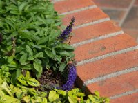 USA2016-1872  walking up Lombard Street : 2016, August, Betty, US, holidays