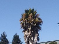 USA2016-2  Palm tree for the girls back home : 2016, August, Betty, US, holidays