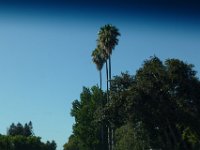 USA2016-124  Palm trees for the girls back home : 2016, August, Betty, US, holidays